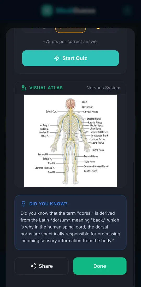 Visual Atlas showing a labelled diagram of the nervous system